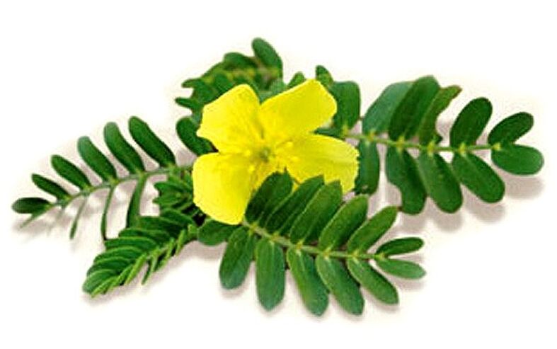 Gluconol bevat Tribulus terrestris